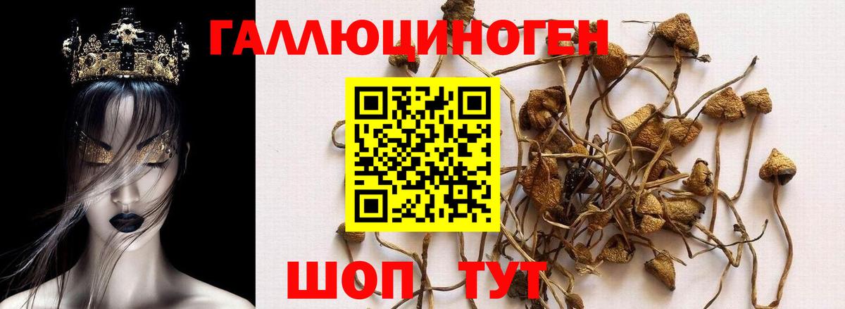Псилоцибиновые грибы Cubensis Качканар